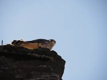 Birds of prey show at Chateau de La Roche-en-Ardenne (Belgium)